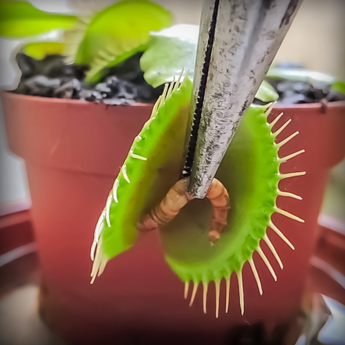 Venus Fly Trap Food Freeze Dried Meal Worms 4oz Etsy