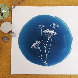 Wild herbs Field dill (Anethum graveolens), 30 cm x 30 cm cyanotype blue print