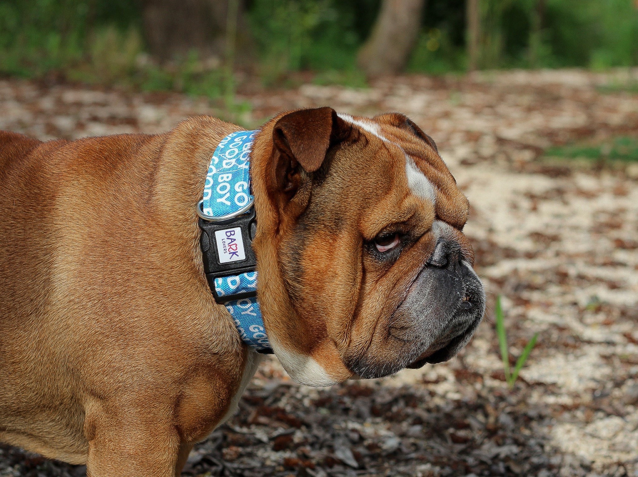 Good Boy Collar Boy Dog Collar Dog Leash Cute Collar Etsy