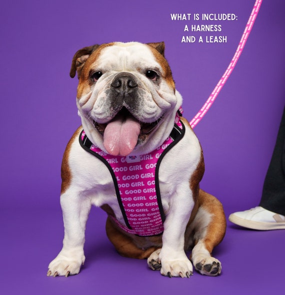 Cute female dog harness cheap