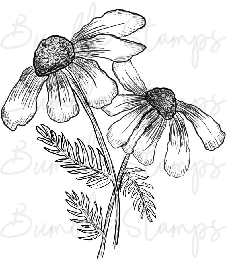 Floral Digi Stamp Line Art for Cardmaking, Cricut, Silhouette image 3