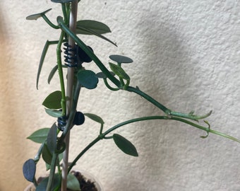 Hoya lithophytica