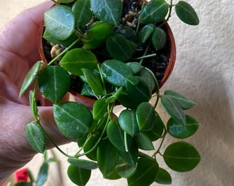 Scindapsus Green Diamond - Etsy