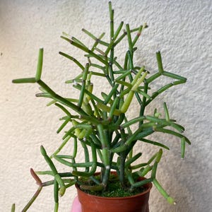 Hatiora Cylindrica - Etsy
