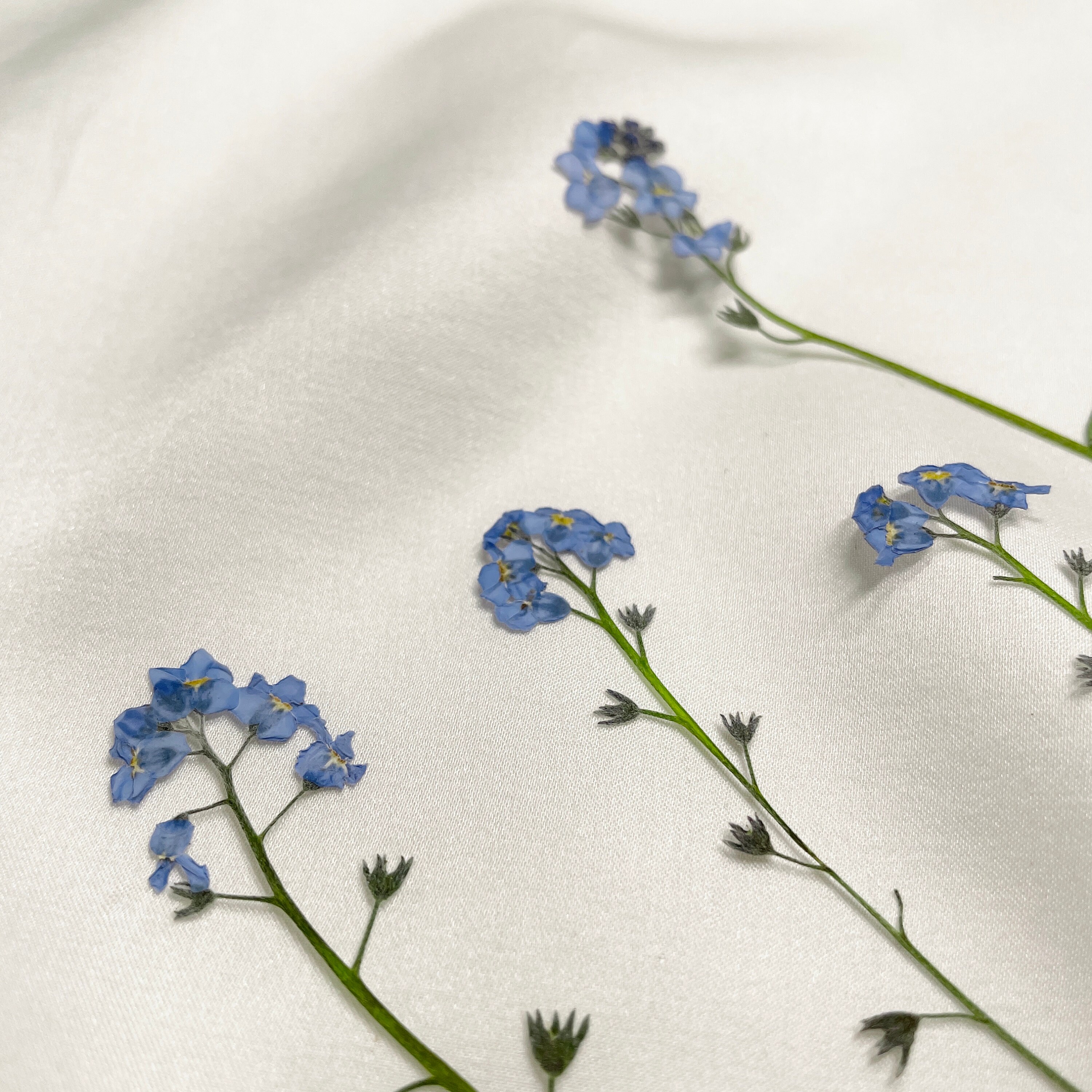 stem 5 pieces pressed dried blue dried flowers Etsy