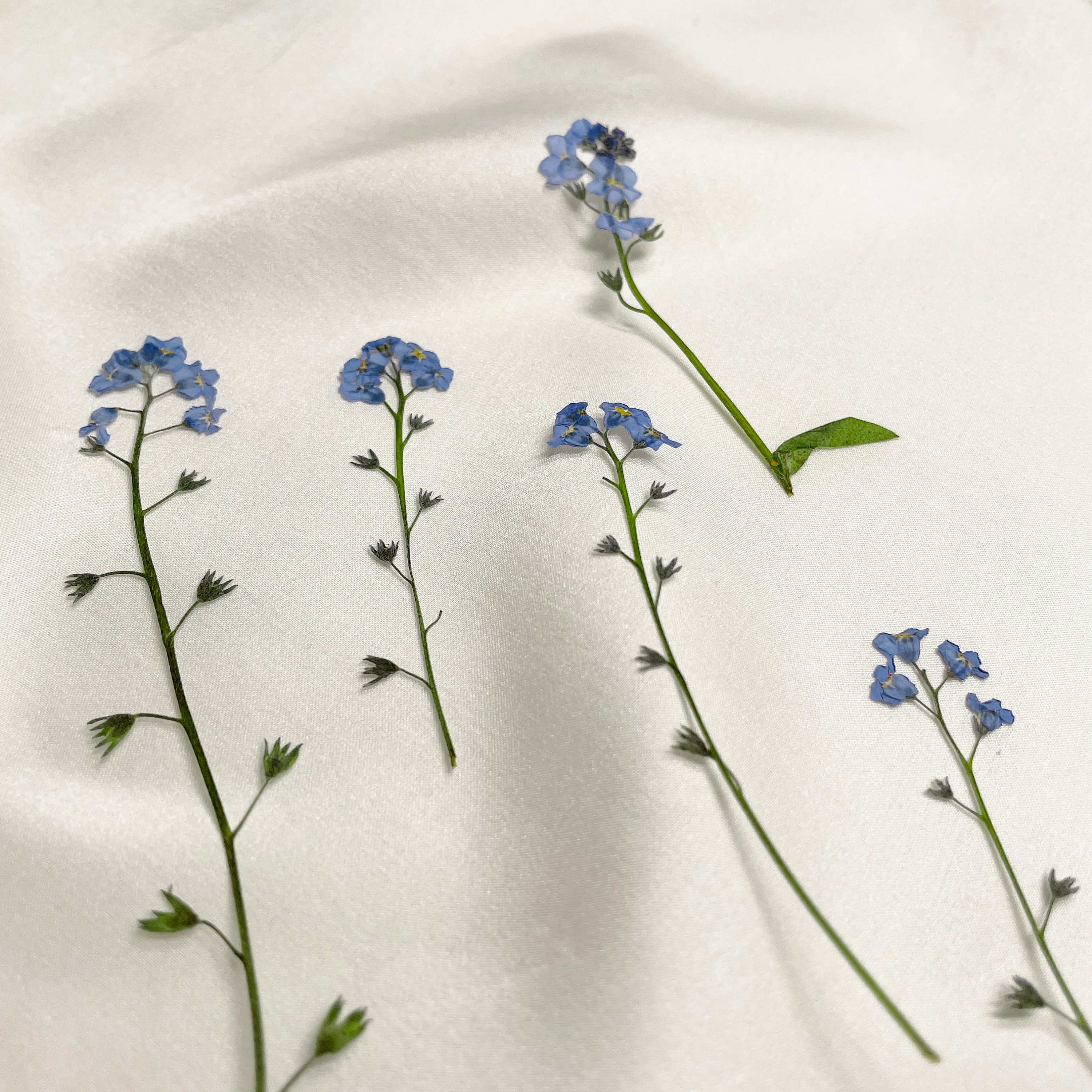 stem 5 pieces pressed dried blue dried flowers Etsy