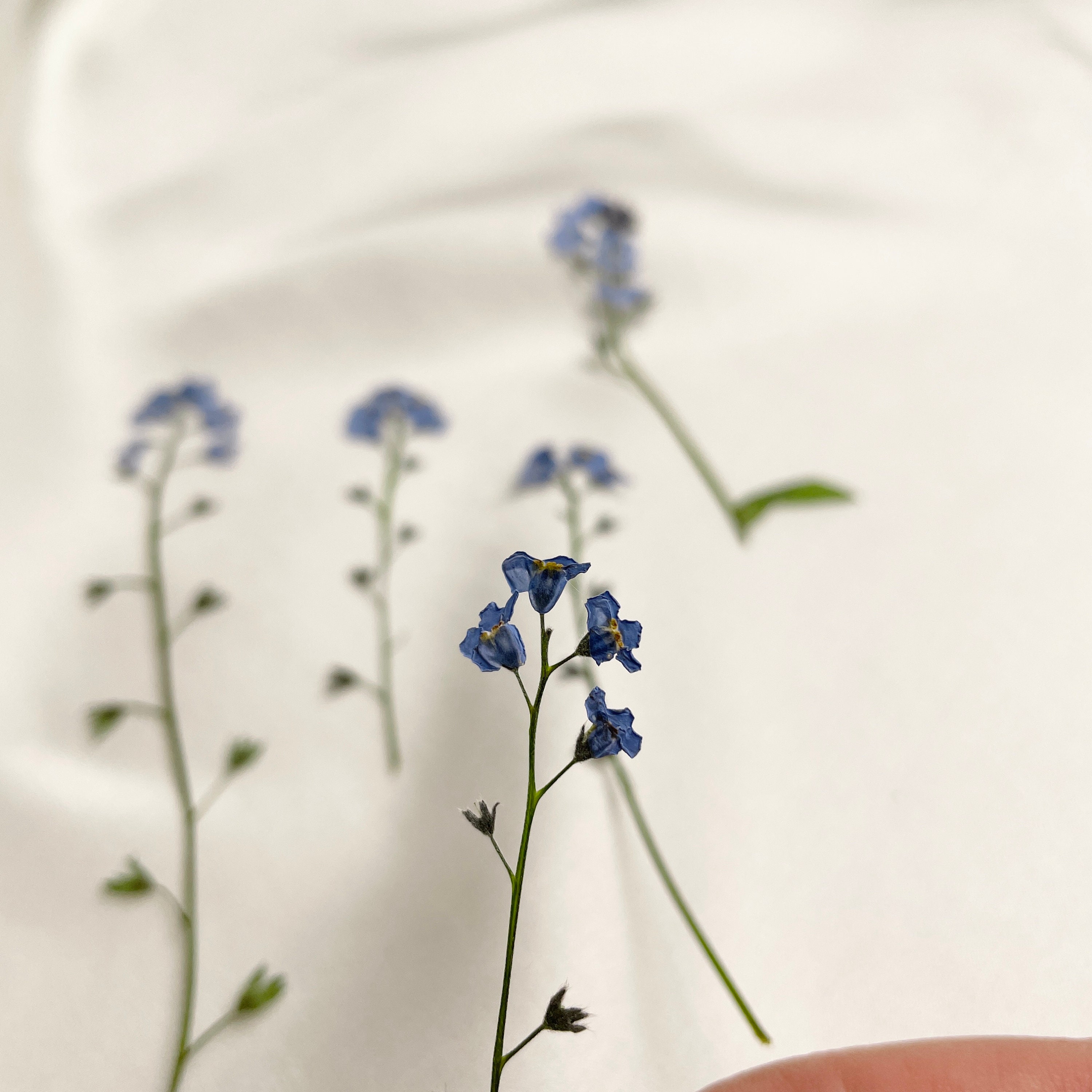 stem 5 pieces pressed dried blue dried flowers Etsy