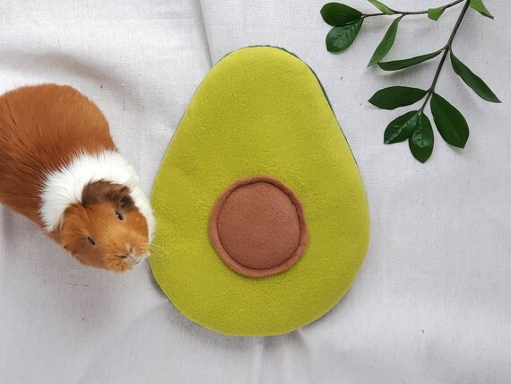 guinea pig avocado