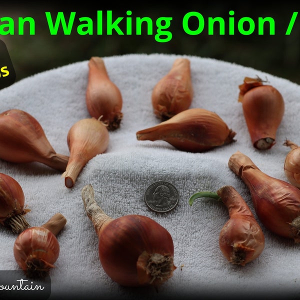 Walking Onion Etsy