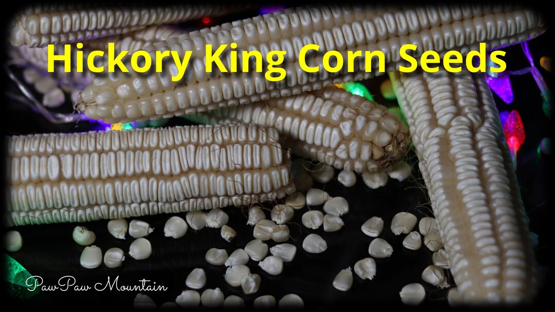 Hickory King White Dent Corn Has Extremely Large Heirloom Kernels