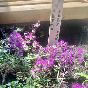 May include: A close-up of a potted plant with purple flowers and green leaves. A small white ceramic marker is stuck in the soil, with the words "ruby red thyme" written on it.