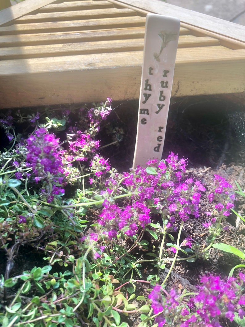 May include: A close-up of a potted plant with purple flowers and green leaves. A small white ceramic marker is stuck in the soil, with the words "ruby red thyme" written on it.