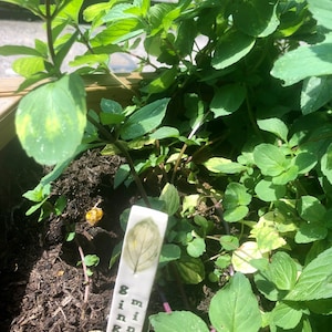 May include: A white ceramic plant marker with a green leaf design and the text "8 mint ginger" written vertically.