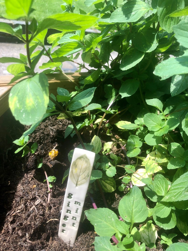May include: A white ceramic plant marker with a green leaf design and the text "8 mint ginger" written vertically.