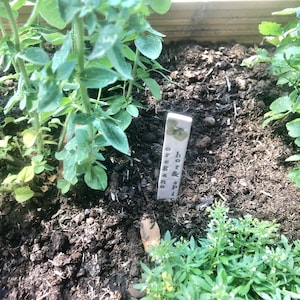 May include: A close-up of a garden bed with oregano and hot & spice plants. A white ceramic plant marker with the text "hot & spice oregano" is visible in the center of the image.