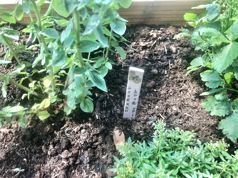 May include: A close-up of a garden bed with oregano and hot & spice plants. A white ceramic plant marker with the text "hot & spice oregano" is visible in the center of the image.