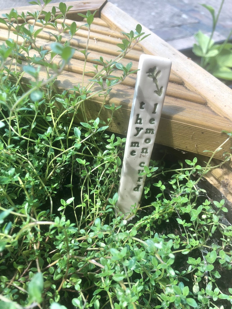 May include: A white ceramic plant marker with the text "Lemon Thyme" written on it. The marker is stuck in a pot of green thyme.