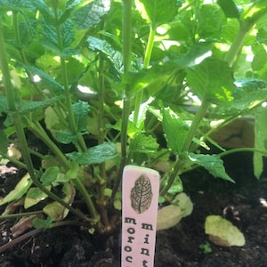 May include: A close-up of a pink plant marker with the text "Moroccan Mint" and a small image of a mint leaf. The marker is in a garden bed with green mint plants growing around it.