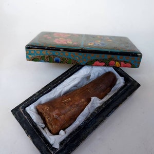 Spinosaurus Egypticus Tooth In Presentation Box