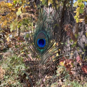 iridescent peacock feather
