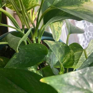 golden leaf pothos plant propagations cuttings