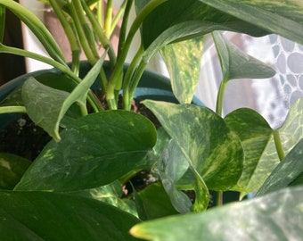 potos de hoja dorada propagaciones de plantas esquejes