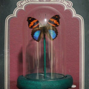 A beautiful butterfly specimen &quot;Epiphile orea&quot; displayed in a glass  dome by Obscure interiors