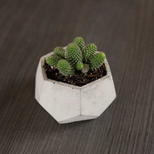 Concrete geometric pot for succulents / plants