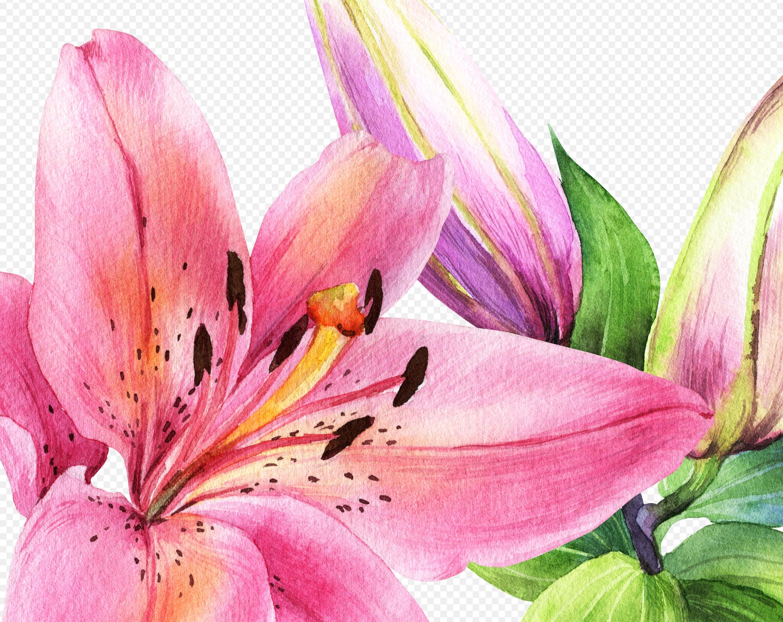 Watercolor Lily Hand Drawn Clipart Lily Print Greenery Etsy