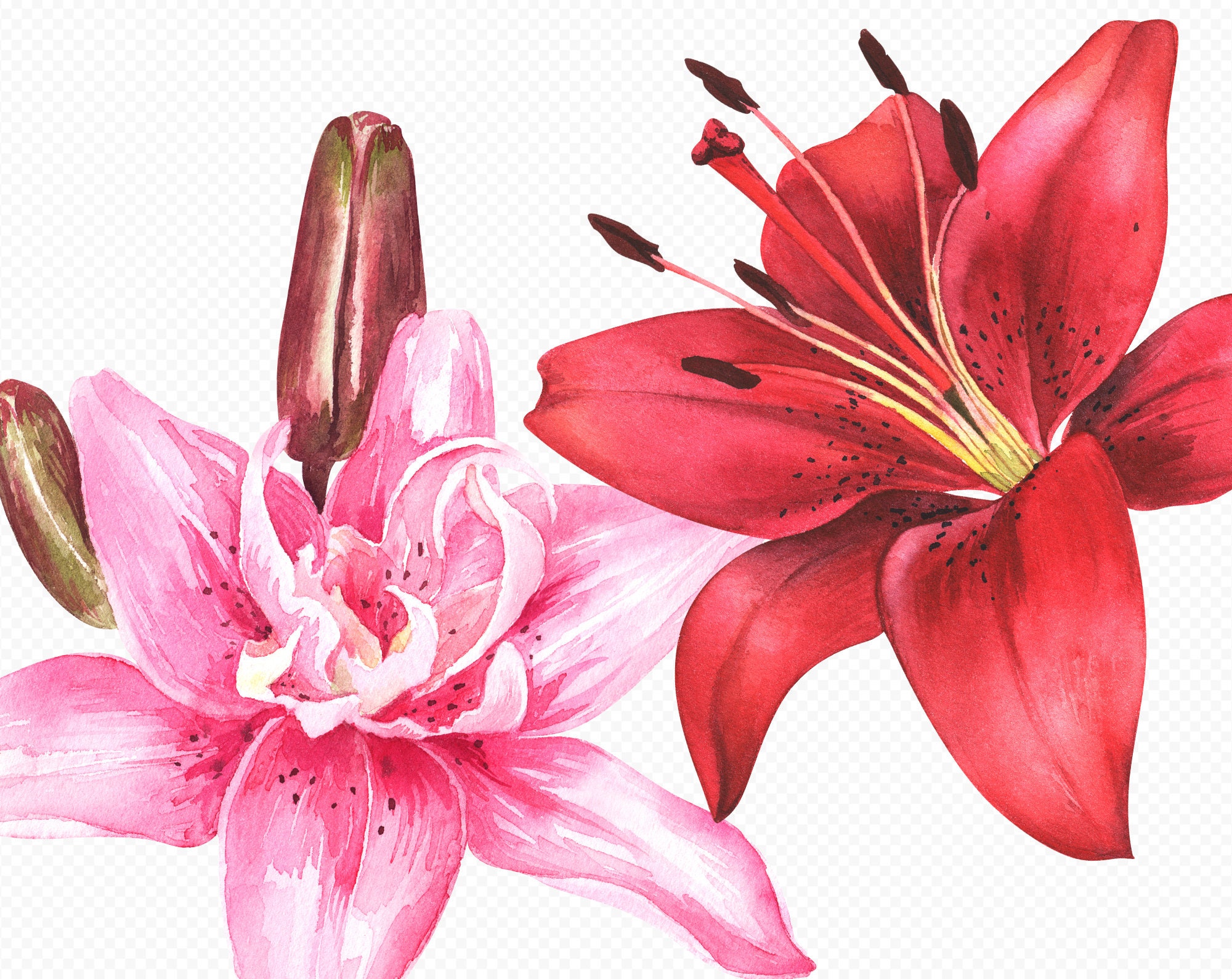 Watercolor Lily Hand Drawn Clipart Lily Drawing Botanical Etsy