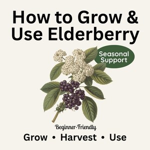 Könnte beinhalten: Eine Illustration von Holunder mit weißen Blüten und dunkelvioletten Beeren. Der Text lautet: "How to Grow & Use Elderberry", "Seasonal Support" und "Grow • Harvest • Use", darunter "Beginner-Friendly".