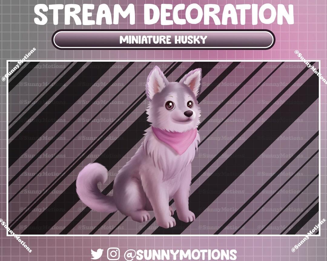 Animated Stream Decoration: Aesthetic Fluffy Miniature Husky Sitting ...
