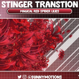 May include: A digital illustration of red spider lilies with the text "Stinger Transition" and "Magical Red Spider Lilies" on a grey and white striped background.