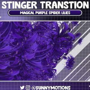Peut inclure: Une œuvre d'art numérique représentant des lys araignées violets vibrants. L'image contient le texte "STINGER TRANSTION" et "MAGICAL PURPLE SPIDER LILIES" en haut. Des icônes de médias sociaux et le texte "@SUNNYMOTIONS" sont en bas.