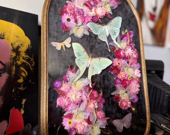 Antique Bubble Glass Butterfly/Moth Frame “Pastel Bijoux POP Art Collection"