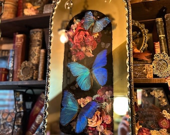 Antique Mirror Shadow Box Insect Art “Sonder”