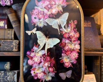 Antique Bubble Glass Butterfly/Moth Frame “Pastel Bijoux POP Art Collection"