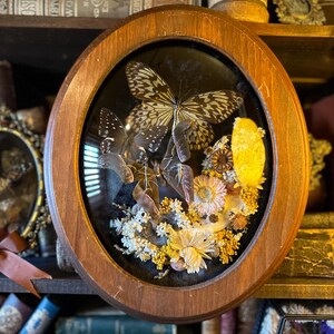 Vintage Bubble Glass Insect Frame “Aboretum”