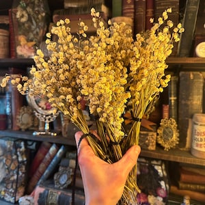 Dried Lilly of the Valley Bunches (25-35 stems)