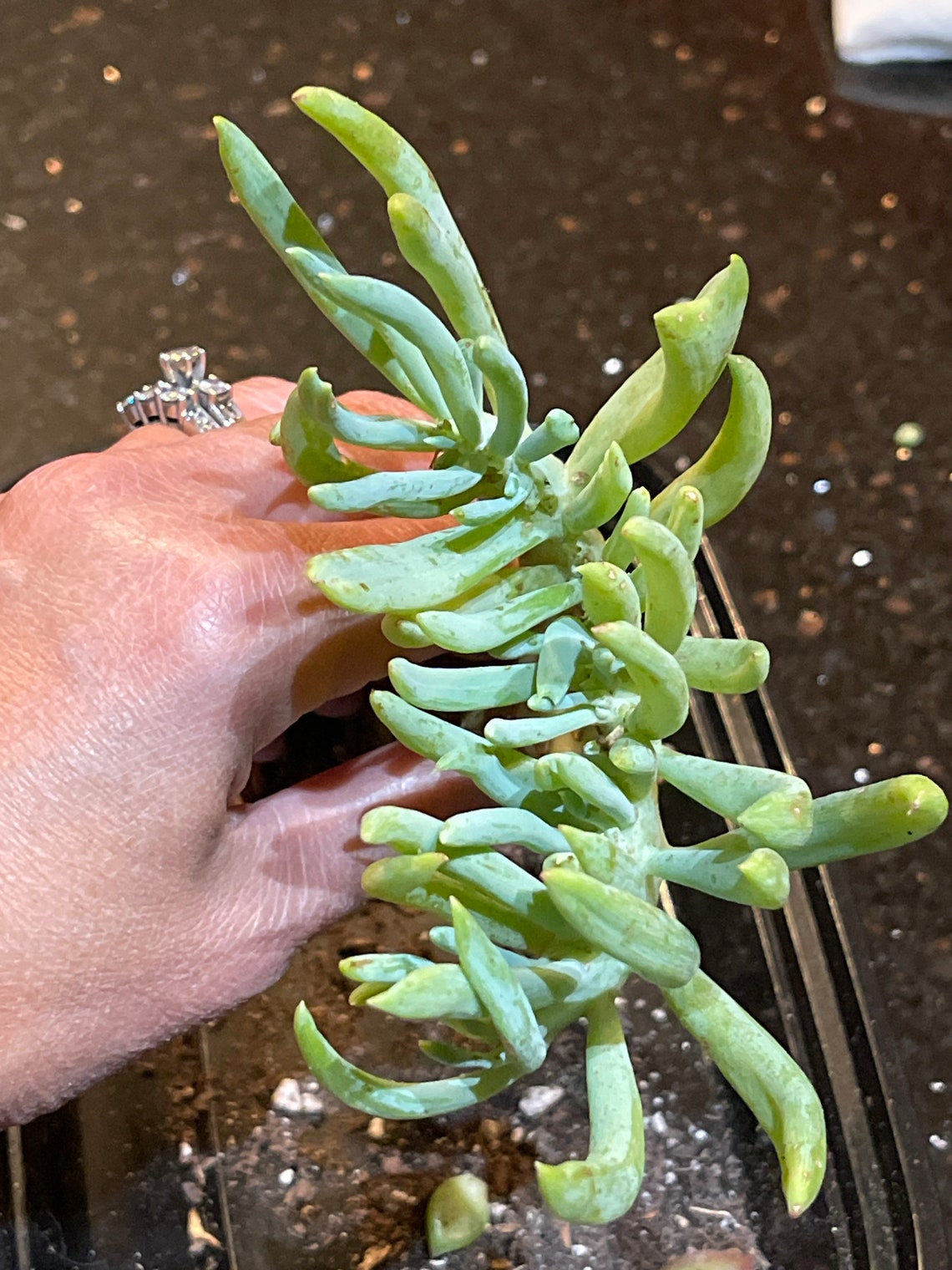 Mermaid Tail Succulent CRESTED Senecio Vitalis RARE FREE Etsy