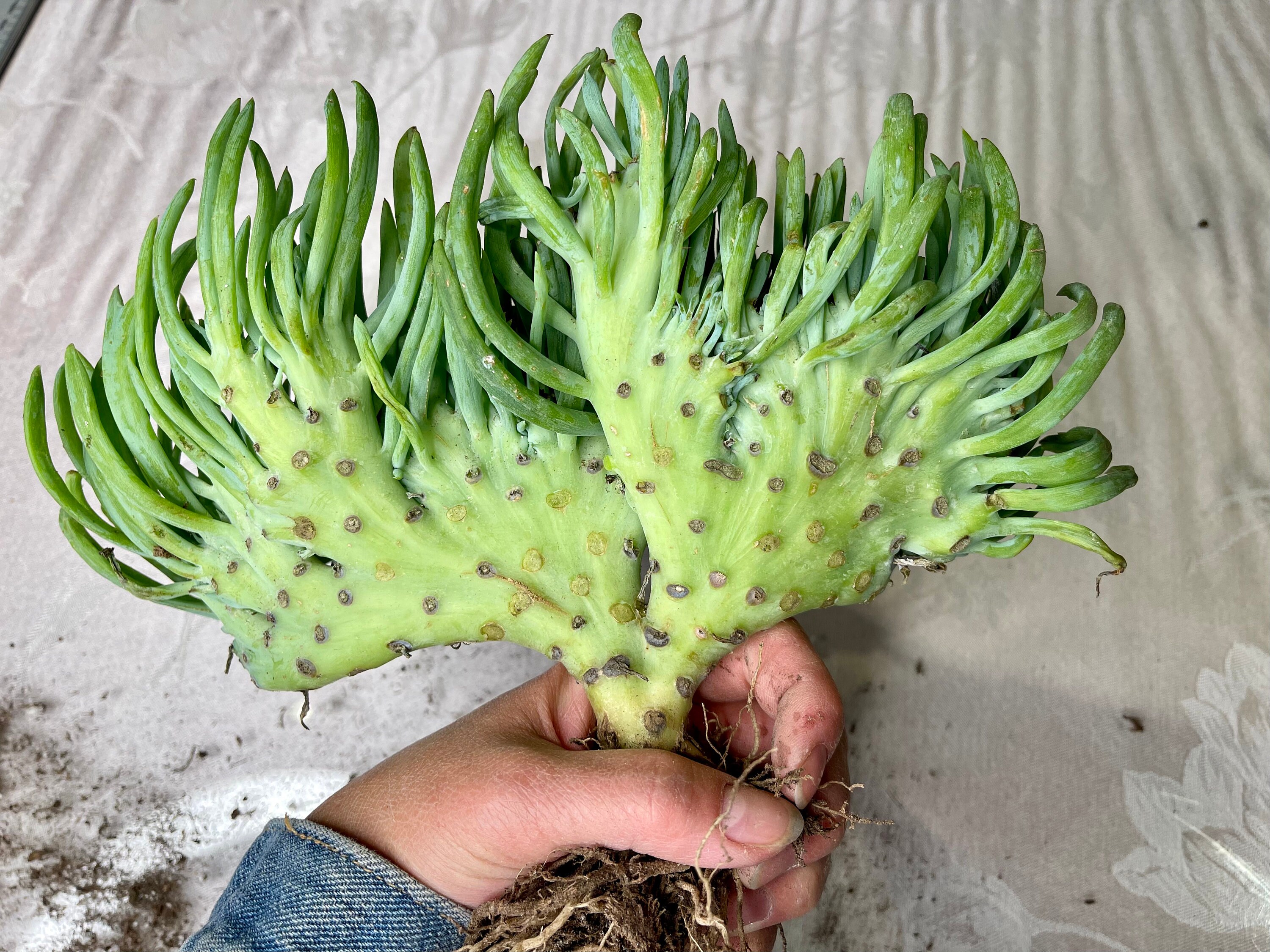 Mermaid Tail Succulent CRESTED Senecio Vitalis RARE FREE Etsy