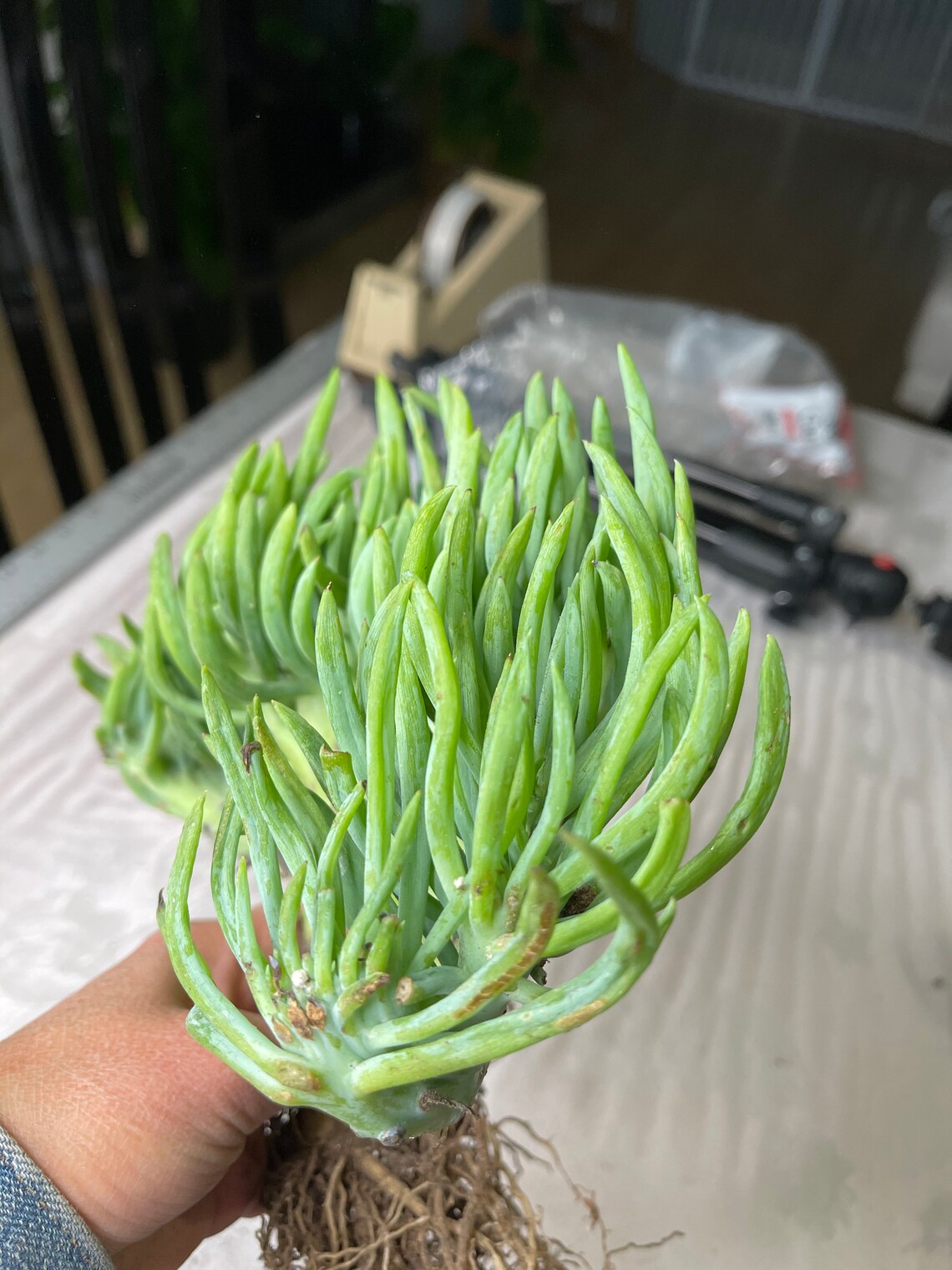 Mermaid Tail Succulent CRESTED Senecio Vitalis RARE FREE | Etsy