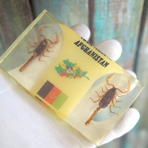 Afghan scorpions - Resign framed scorpions, Afghanistan - vintage