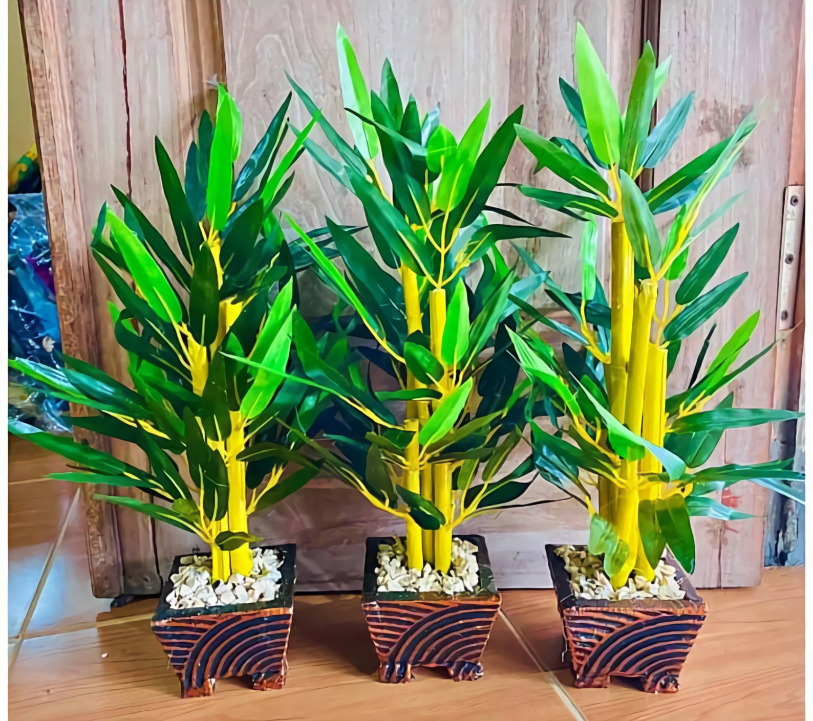 6 ornamental  yellow bamboo  seeds FREE Phytosanitary Etsy
