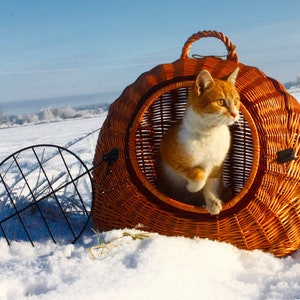 May include: A ginger and white cat sits inside a wicker pet carrier. The carrier has a handle and a round opening. The cat is looking to the right. The carrier is sitting on a snowy surface.
