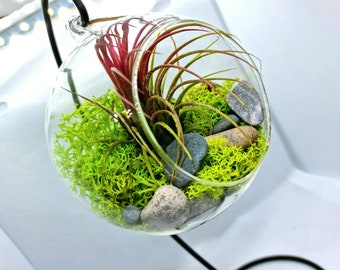 Hanging glass terrarium kit with air plant, various colours, make your own terrarium hanging bauble. Plant included.