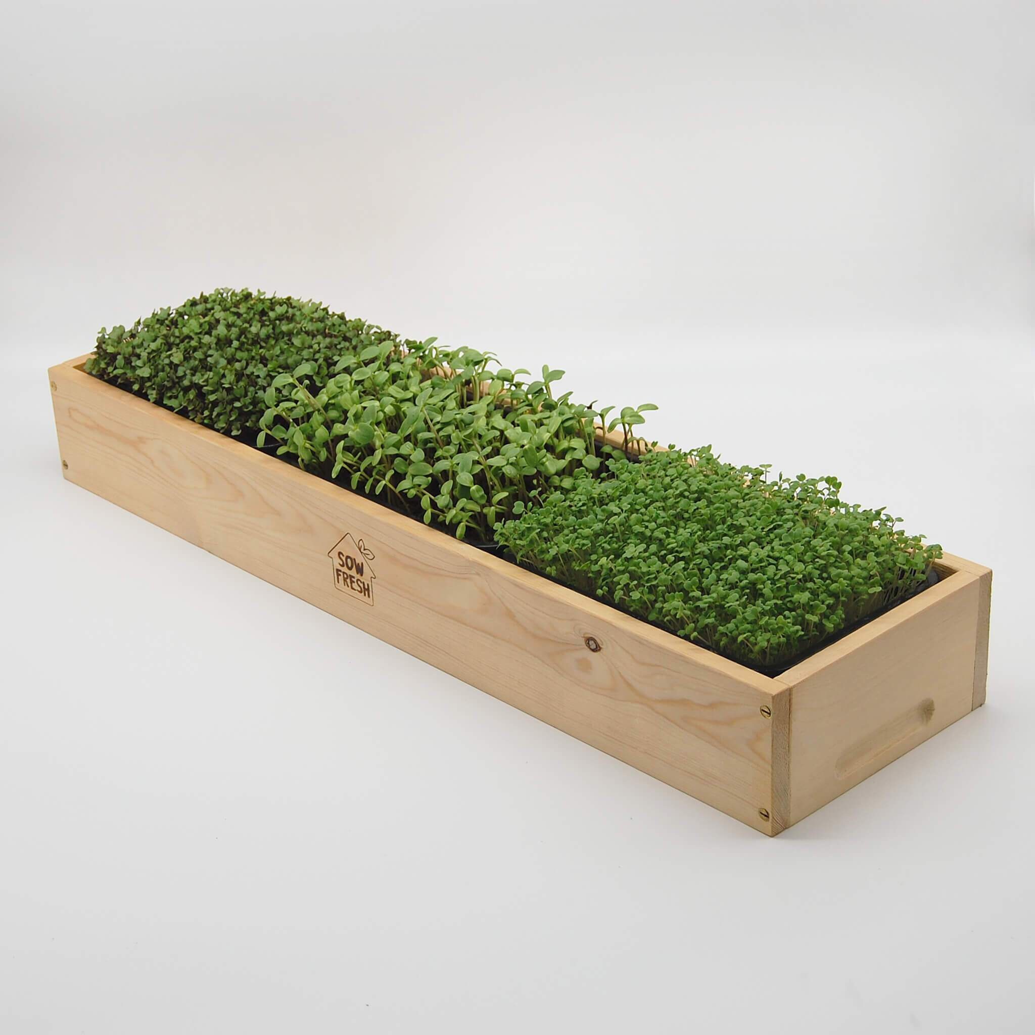 Large Microgreens Grow Kit Etsy