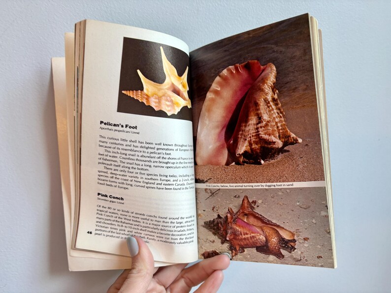 Vintage Mini Book Seashells / vtg seashell guide book 1970s seashell colour photos shellguide book gift seashell collector gift