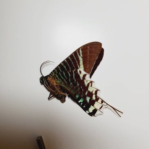 Puede incluir: Una polilla marrón y verde con marcas blancas en sus alas. La polilla está extendida sobre una superficie blanca.