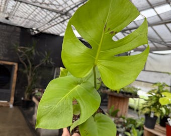 Monstera lemon lime  *exact plant US SELLER*
